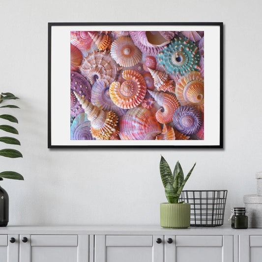 Sea Shell